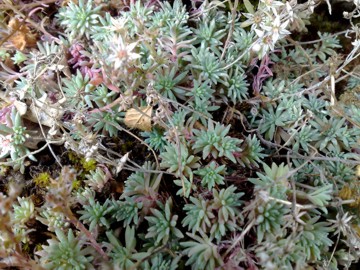 Sedum hispanicum / Borracina glauca